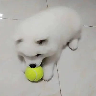 FurryFusion Lot de 3 balles de tennis extensibles pour chien