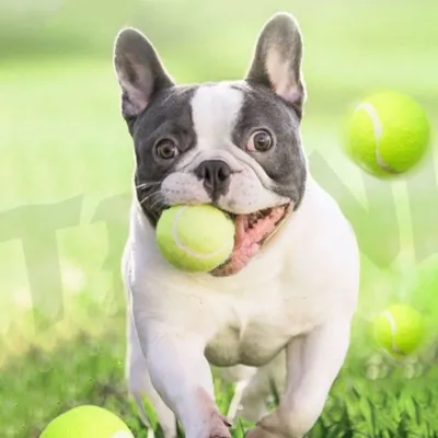 FurryFusion Lot de 3 balles de tennis extensibles pour chien