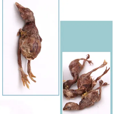 FurryFusion Friandises lyophilisées au poulet pour chats