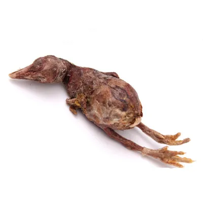 FurryFusion Friandises lyophilisées au poulet pour chats