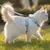 FurryFusion Harnachement de traction pour chat