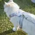 FurryFusion Harnachement de traction pour chat