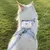 FurryFusion Harnachement de traction pour chat