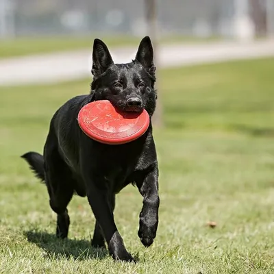 FurryFusion - Frisbee pour chien