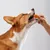 FurryFusion Friandises pour chiens à base de viande mélangée