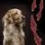 FurryFusion Friandises pour chiens à base de viande mélangée