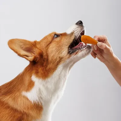 FurryFusion Bâtonnets de poulet et de carottes