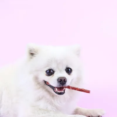 FurryFusion Collations pour chiens, bâtonnets de dentition au poulet