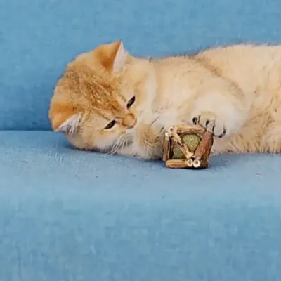FurryFusion Balle de catnip tressée pour chat