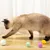 FurryFusion Balls de jouet pour chat