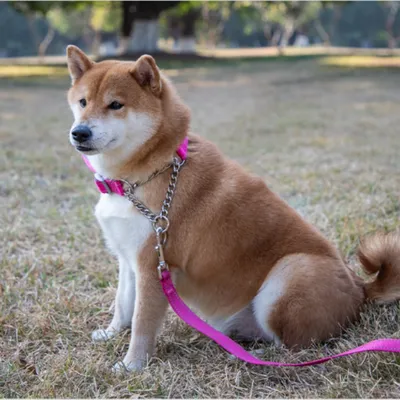 FurryFusion Collier réglable