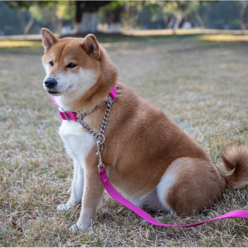 FurryFusion Tondeuse à griffes électrique pour chien et chat