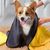 FurryFusion Serviette de bain pour chien et chat en velours corail