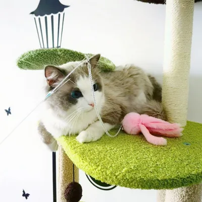 FurryFusion Jouet interactif pour chat Octopus