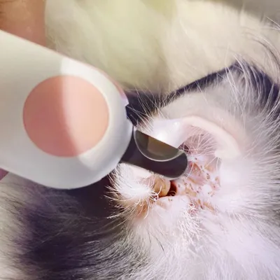 FurryFusion Ciseaux pour griffes de chat et chien avec LED