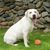 FurryFusion Jouet ballon ovale pour chien
