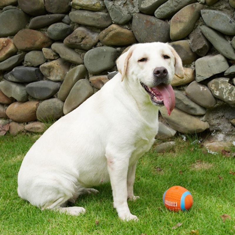 FurryFusion Jouet ballon ovale pour chien