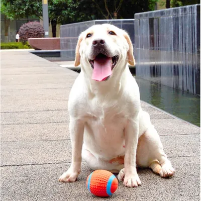 FurryFusion Jouet ballon ovale pour chien