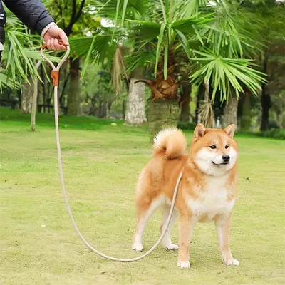 FurryFusion Corde de pour Chiens
