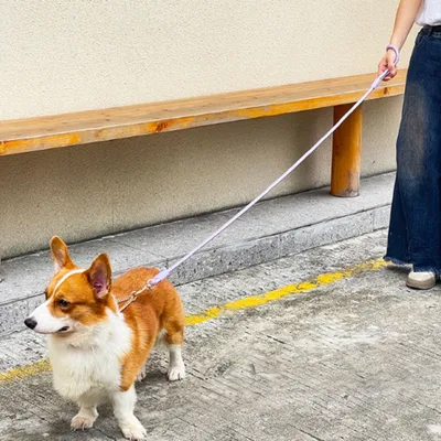 FurryFusion Corde de traction et collier en nylon pour chien moyen