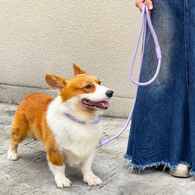 FurryFusion Corde de traction et collier en nylon pour chien moyen