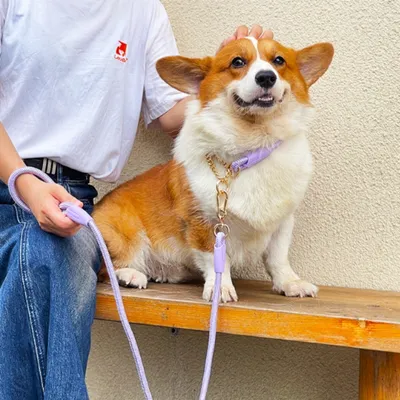 FurryFusion Corde de traction et collier en nylon pour chien moyen