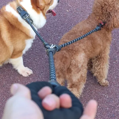 FurryFusion Laisse pour chien à double extrémité