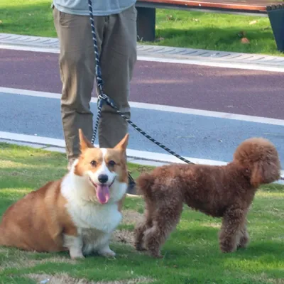 FurryFusion Laisse pour chien à double extrémité