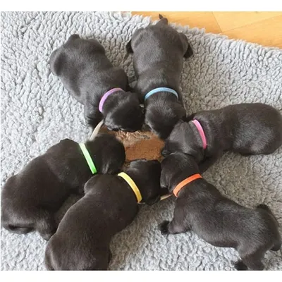 FurryFusion - String tag - 12 pièces