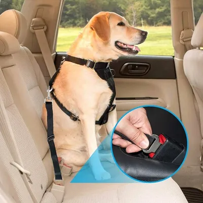 FurryFusion - Ceinture de sécurité pour chien