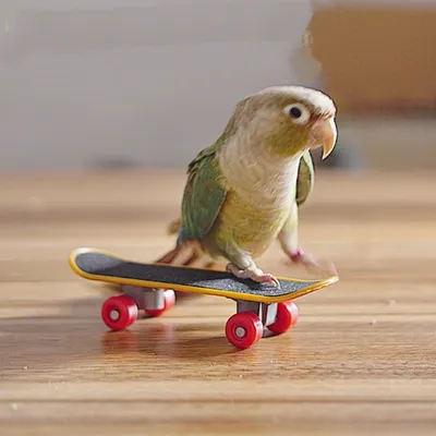 FurryFusion Petit jouet de skateboard pour perroquet