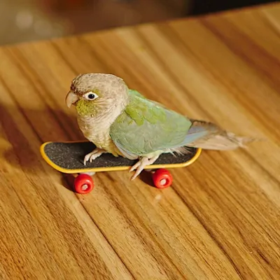 FurryFusion Petit jouet de skateboard pour perroquet