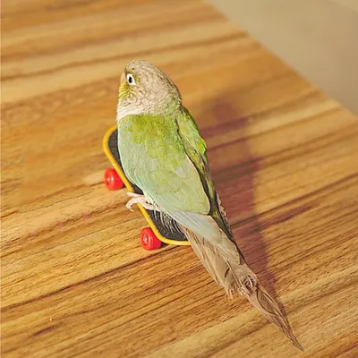 FurryFusion Petit jouet de skateboard pour perroquet