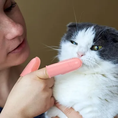 FurryFusion Brosse à dents pour chats et chiens