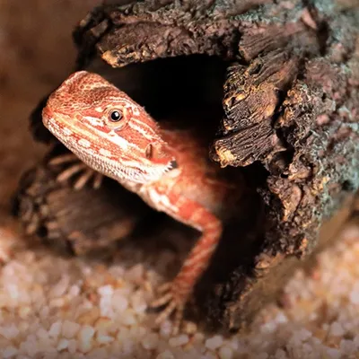 FurryFusion Trou d'écorce en résine pour reptile