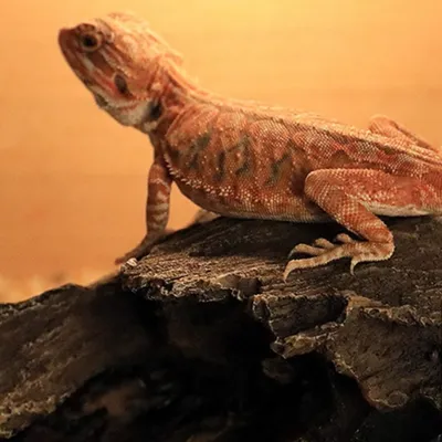 FurryFusion Trou d'écorce en résine pour reptile