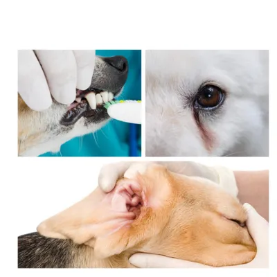 FurryFusion Doigtiers humides pour le nettoyage des dents