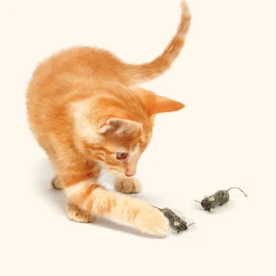 Pet Planet Jouet interactif en peluche pour chat Pet Planet