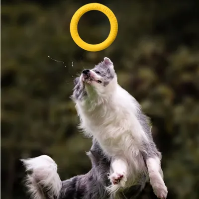 FurryFusion Anneau de traction pour jouet pour animaux de compagnie TPR