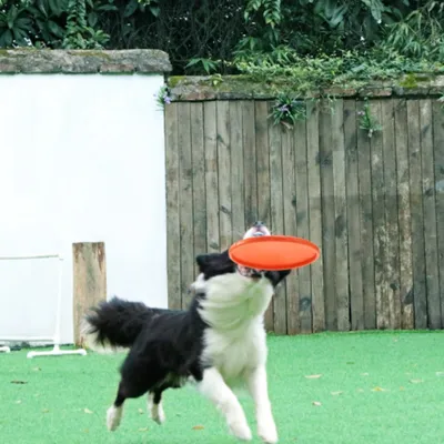 FurryFusion Disque volant en caoutchouc pour chien