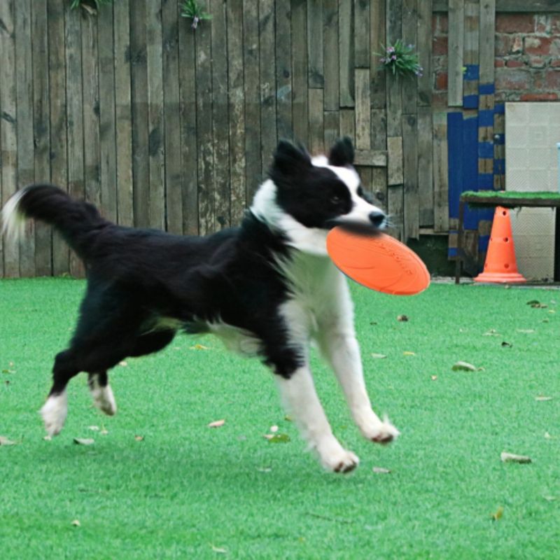 FurryFusion Disque volant en caoutchouc pour chien