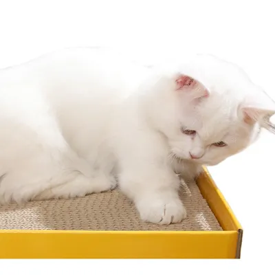 FurryFusion Griffeuse pour chat en forme de cube