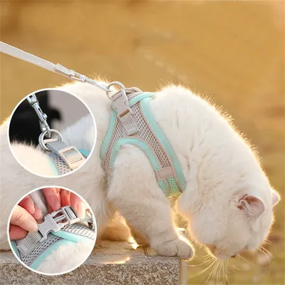 Pet Planet Laisse pour chaton Type de sangle