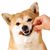 FurryFusion Os de grignotage pour chien en forme de brosse à dents