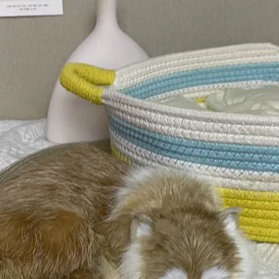 FurryFusion Nid pour chat en corde de coton