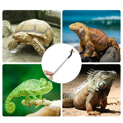 FurryFusion Pinces à nourriture pour petits animaux en acier inoxydable
