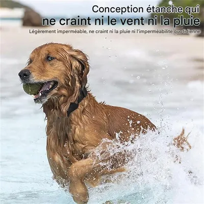 IntiMeg Collier GPS Tracker pour chat