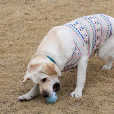 FurryFusion Balle de jeu en peluche sonore pour chien