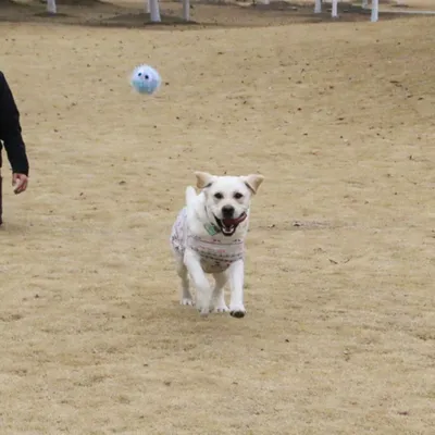 FurryFusion Balle de jeu en peluche sonore pour chien