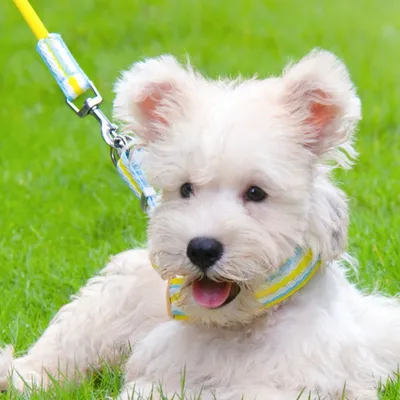 FurryFusion Harnais et laisse pour chien moyen